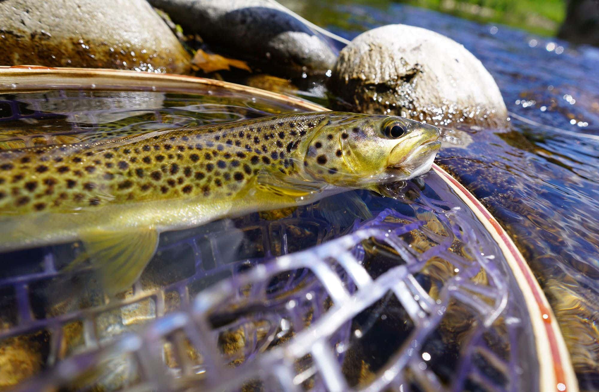 Best Fly Fishing Nets in 2021 Fly Fisher Pro