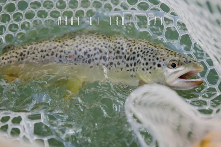 What Do Trout Eat? All You Want to Know