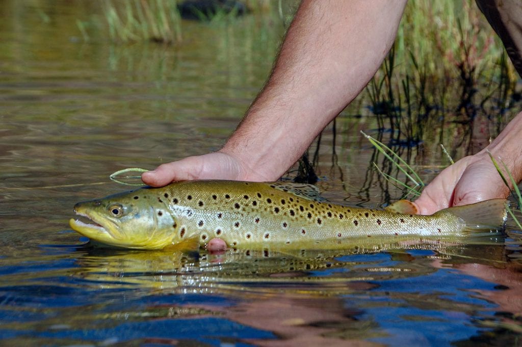 Oregon Fishing