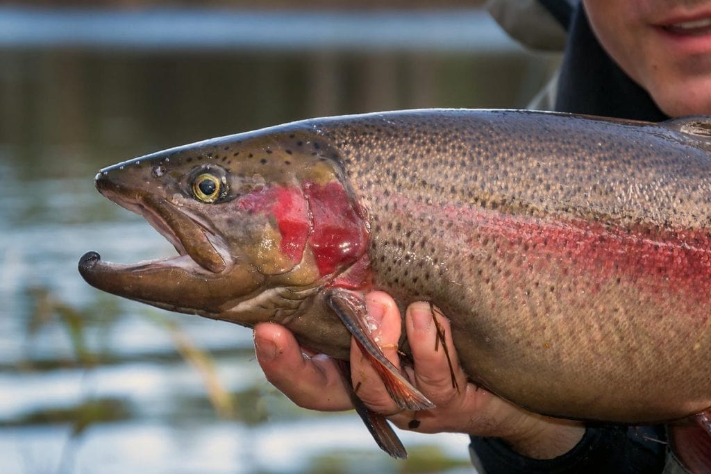 michigan fishing guide