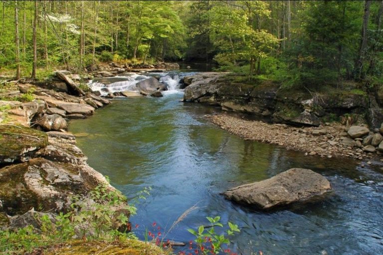 8 Best Places for Fly Fishing in West Virginia Where to Fish WV