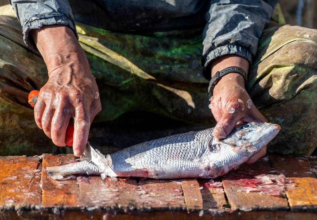What Is Best Fish Scaler? (Or Is A Knife Enough?)