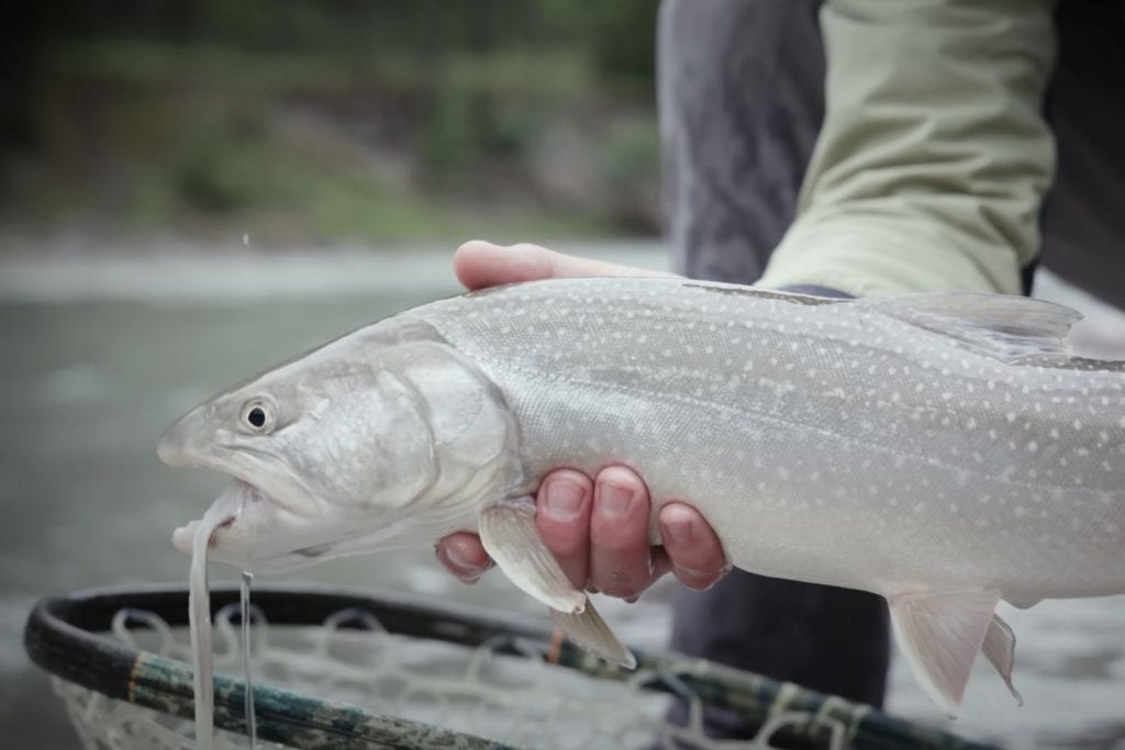 Challenges of Catch and Release