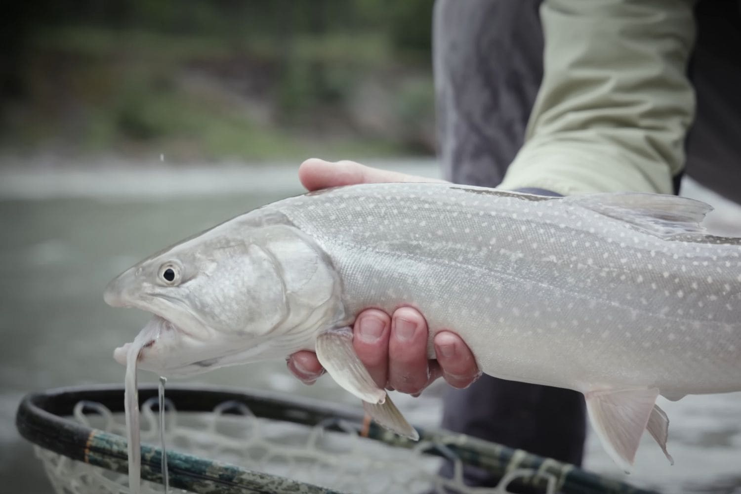 Best Practices for Proper Catch-and-Release Fly Fishing