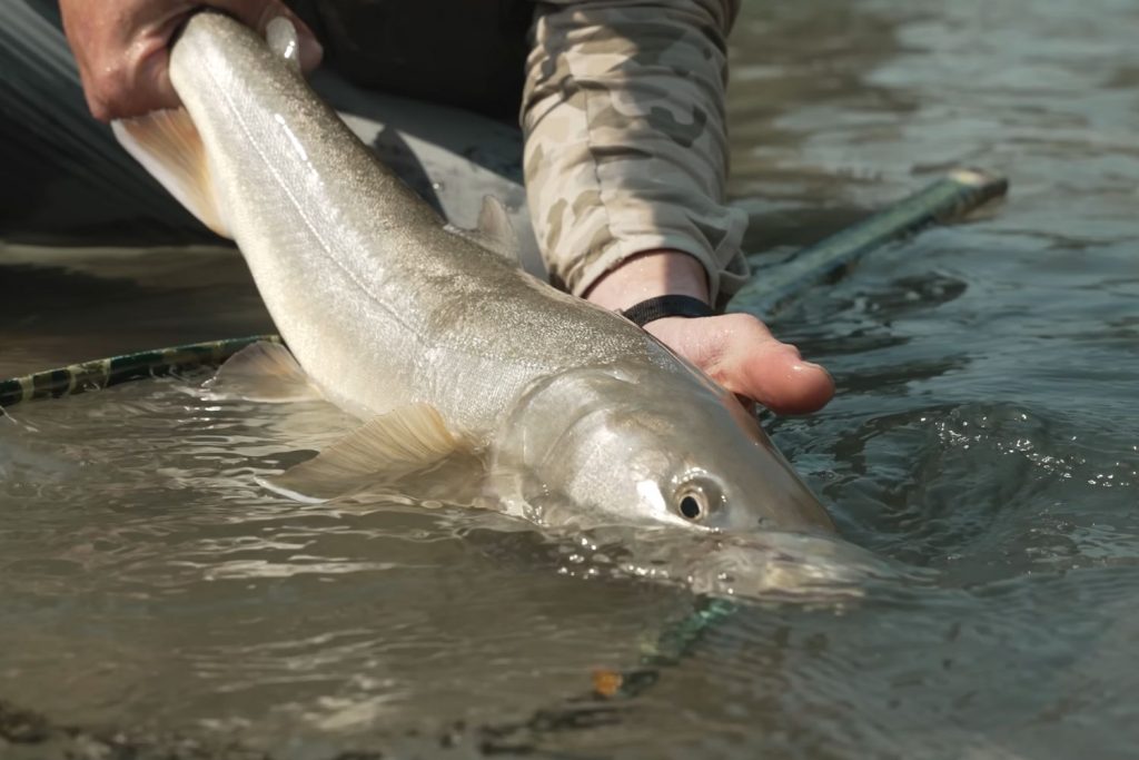 Methods of Catch and Release