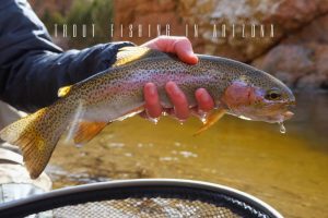 fly fishing Arizona