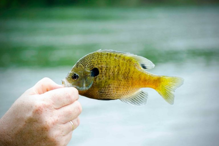 World Record Bluegill The Biggest Ever Caught!