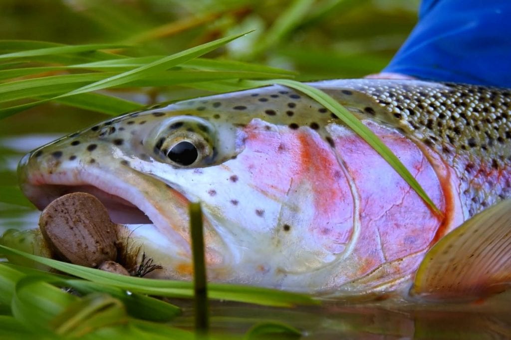 how to fish a mouse pattern