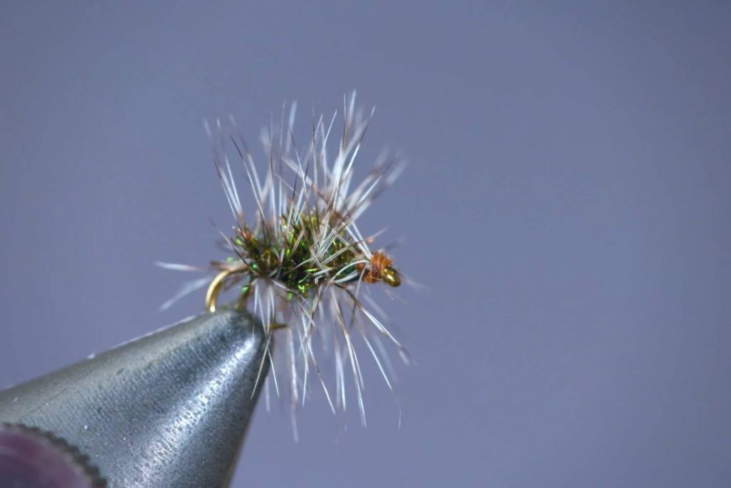 Griffith's Gnat