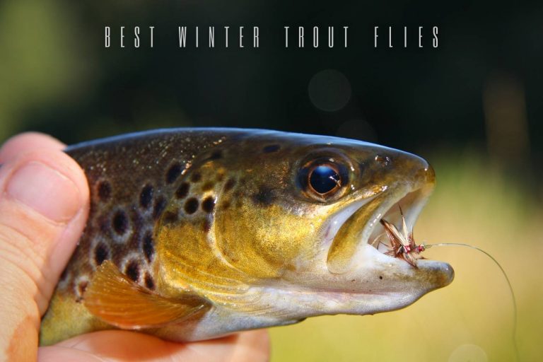 Best Winter Trout Flies Fly Selection Guide
