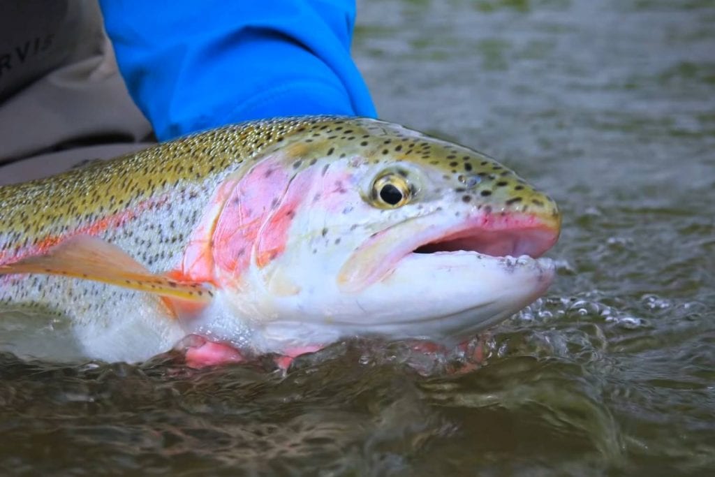 fly fishing mouse pattern