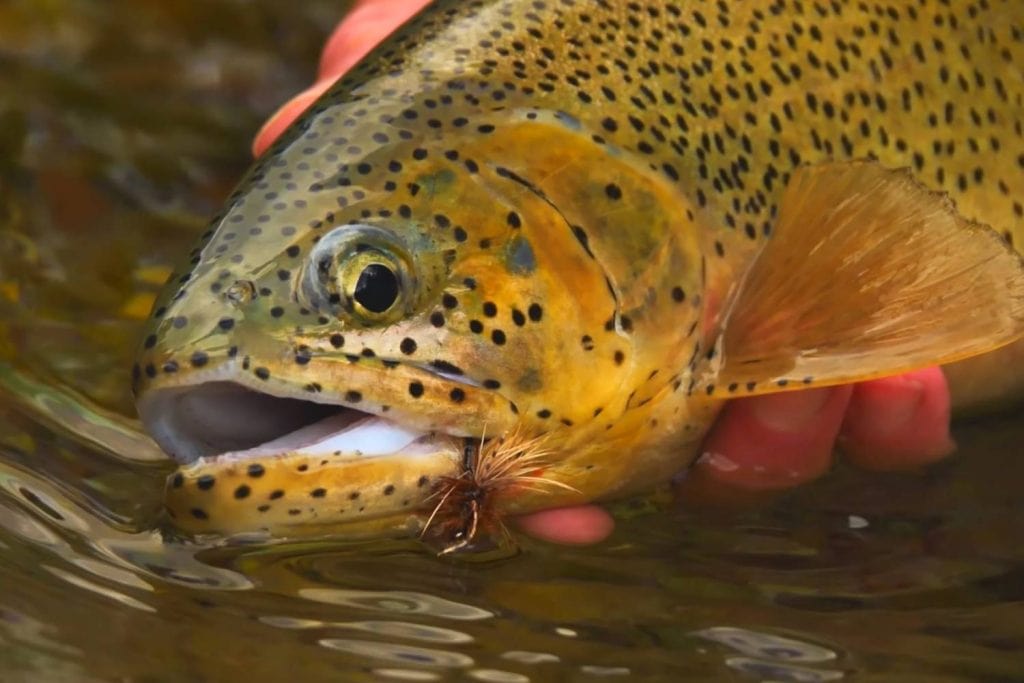 About Cutthroat Trout
