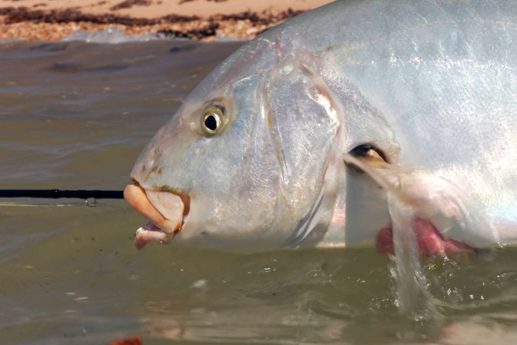 What weight fly line is right for which saltwater species