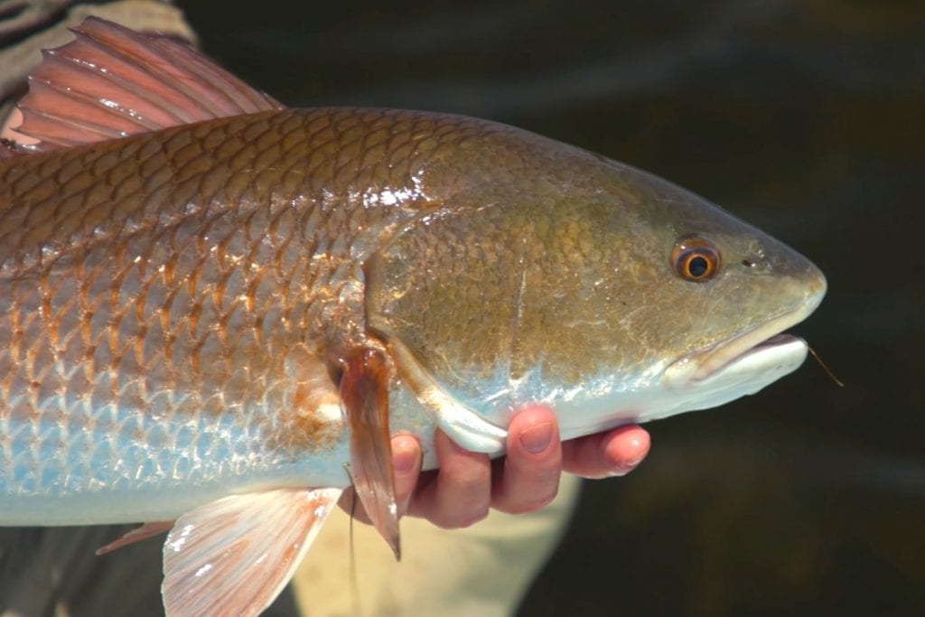 about redfish