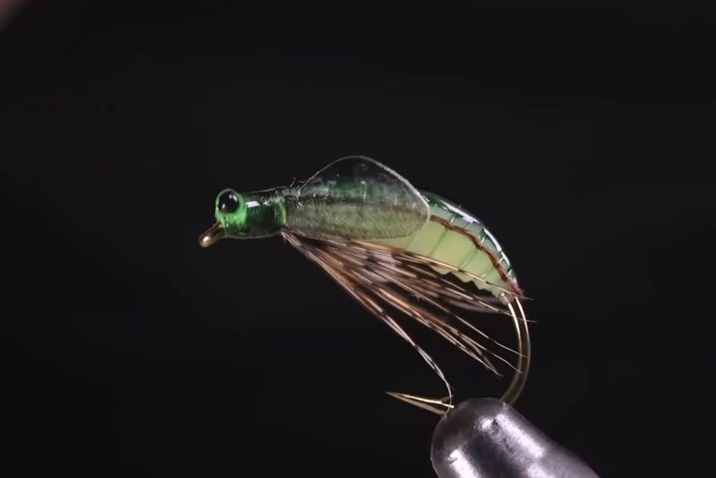 Caddis Pupa Fly