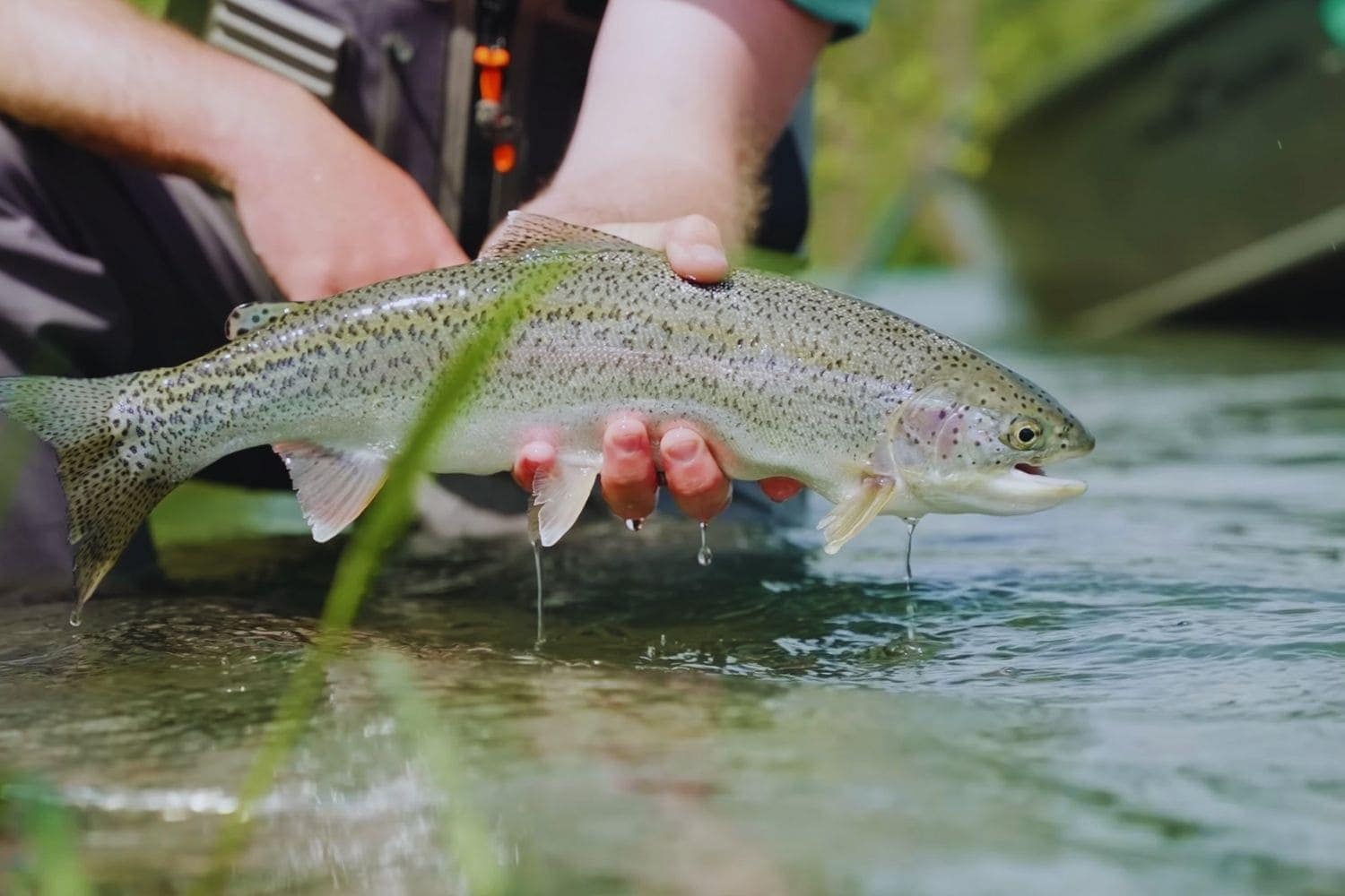 Fly Fishing and Fish Population Management Ensuring Sustainability