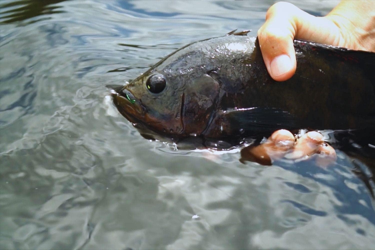 Fly Fishing and Fish Population Management: Ensuring Sustainability